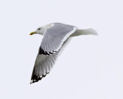 IMG_1164 Seagull internet.jpg