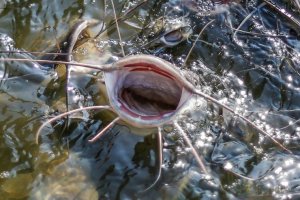 Catfish-5.jpg