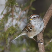 American Tree Sparrow-2.JPG
