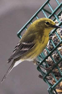 gold finch on feeder, crop.jpg