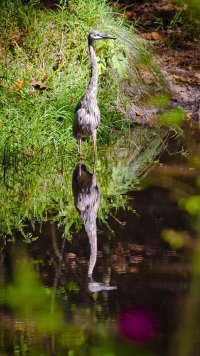 Heron Symmetry, web size.jpg