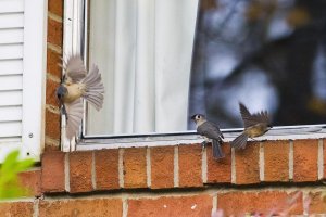 birds at window, 1D4+300 f4, web size.jpg