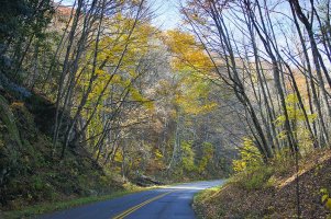 road shot, woods with light, small.jpg