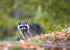 raccoon, slight crop, 300mm, small.jpg