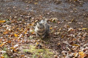 cat pouncing, via 1D4 and 24-105.JPG