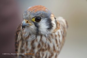 AmericanKestrel022413 Post Low Rez.jpg