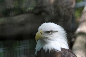 Eagle 200mm f:5.jpg