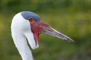 Wattled crane.jpg