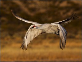 4 Winged Sand Hill Crane.jpg