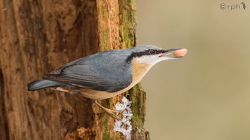 Nuthatch_1.JPG