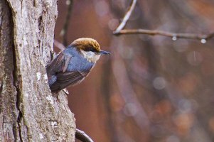 brown headed nuthatch.jpg