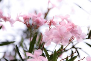 FLOWER 05 resize.jpg