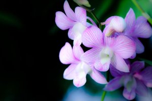 FLOWER 04 resize.jpg