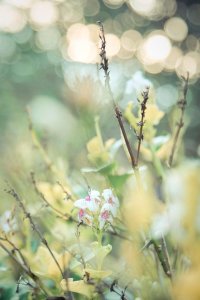 FLOWER 02 ver cerah.jpg