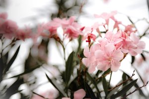 FLOWER 01 resize.jpg