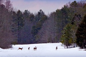 deer in snow Jan 2011.JPG