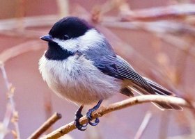 chickadee, 3-5-13, 3690, web size.jpg