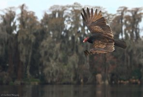 Beauty in the Beast-2.JPG