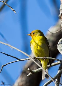 Western Tanager-2.JPG