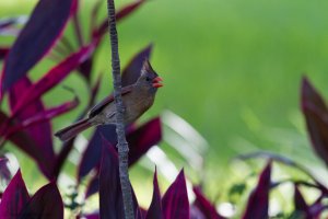 Cardinal-158.JPG