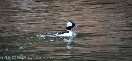 Not sure what the little feller is.jpg