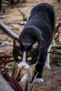 Cat Crop.jpg
