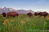 Antelope Flats Buffalo Herd--final photoshop version_HDR.jpg
