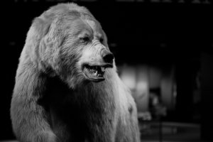 Bear.jpg