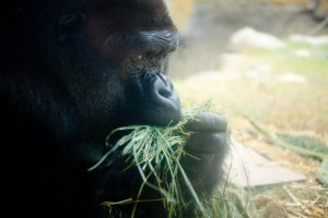 Gorilla.jpg