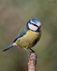 blue_tit.JPG