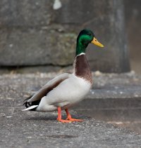 20130307-2Z7A6877.jpg