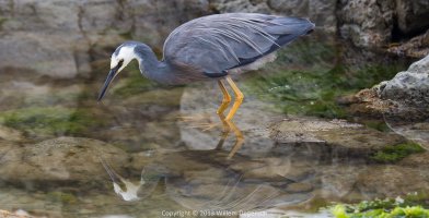 White-faced heron-130316-IMG_9347_EOS5DIII.jpg