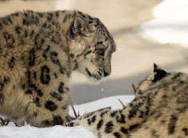 SnowLeopard.jpg