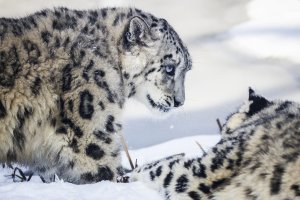 Leopard.jpg