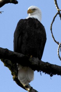 Eagle-4x6.jpg