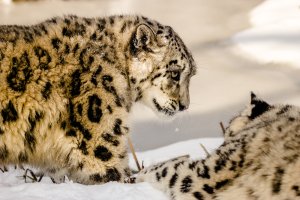 CRLeps2 (1 of 1).jpg