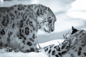 2013-03-13 um 12-26-45-Edit.jpg