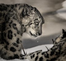 snowleopard 1.jpg