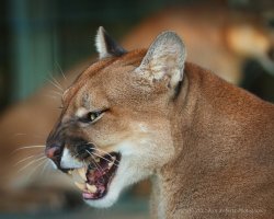 Mountain Lion - Cougar- dpp5.JPG