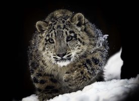 SnowLeapardCR.jpg
