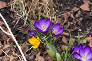 IMG_0382_spring.jpg