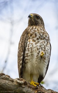 Juvie Red Shouldered Hawk sm-3850.JPG