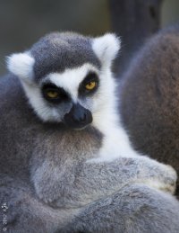 Lemur-2.JPG