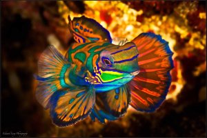 Mandarin Fish copy.jpg