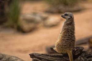 Meerkat -.jpg