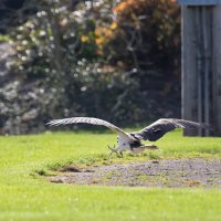 osprey gathering nest material cr landing.jpg