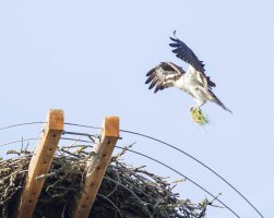 osprey gathering nest material cr landing_2.jpg