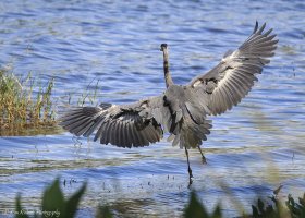 Wing Study II-8717.JPG