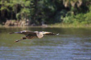 GBH In Flight-8702.JPG