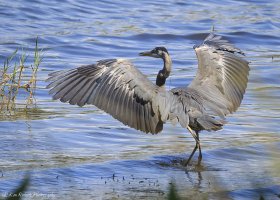 Deploy Chute!-8719-2.JPG